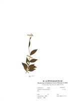 藏品(玉山沙參)的圖片